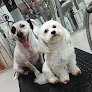 Negocio All Mascotas - Peluquería Canina Ibiza
