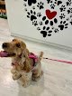Negocio Amor Animal Moratalaz Tienda Y Peluquería Canina