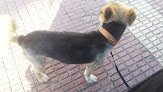 Negocio Animaladas Peluqueria Canina-felina