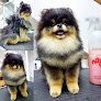 Negocio Animalades - Peluquería Canina
