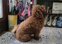 Negocio Asturalia Peluqueria Canina