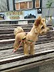 Negocio Belice Salón Canino