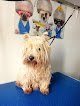 Negocio Can Puppy - Peluquería Canina Ibiza