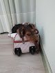 Negocio Centro Canino Besaya