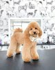 Negocio Cheldinovgroom Peluquería Canina