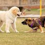 Club Canino Baucan