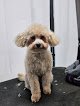 Coquette Peluquería Canina