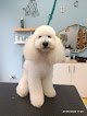 Negocio Cucos Peluquería Canina