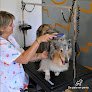 Negocio De Pelo En Perro Peluquería Canina