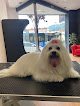 Negocio De Vil Salón Canino