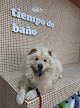 Doggo’s Spa Canino