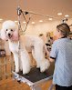 Negocio El Caniche Rosa. Peluquería Y Estética Canina.