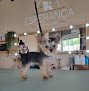 Negocio Esperanza Estilismo Canino