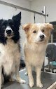 Negocio Estela Peluquería Canina