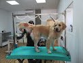Negocio Estilismo Canino Jeni Illescas