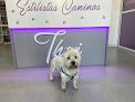Negocio Estilistas Caninos Thai
