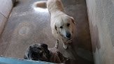 Negocio Guarderia Canina Pagoa