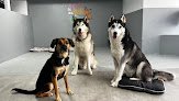 Guardería Canina Perro Feliz