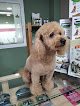 Guau Sedaví!! Peluqueria Canina