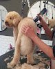 Negocio Happy Dogs Mallorca
