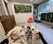 Negocio Hotel Canino Peek | Guardería Residencia