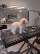 Huellas Peluqueria Canina