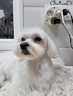 Negocio Huellas Peluqueria Canina