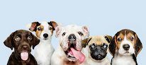 Negocio I Love Dog Wash Las Palmas