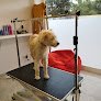 Negocio King Corte Peluqueria Canina Y Tienda Para Mascotas