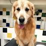La Perruquería De Sara Sastre - Peluquería Para Perros
