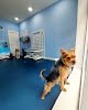Limpiadog Buenavista. Peluquería Canina, Autolavado Y Tienda.
