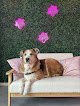 Negocio Love Pets