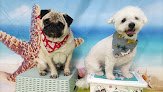 Negocio Lucy's Dogs