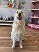 Negocio Magazine Dog Peluqueria Canina