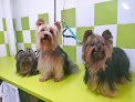 Mascotiland Peluquería Canina