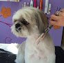 Mima'ls Perruqueria Canina Y Clínica Veterinària