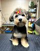 Negocio Nativus Avigan • Peluquería Canina, Alimentación Y Productos Para Mascotas