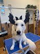 Negocio Nativus Norpienso · Peluquería Canina, Alimentación Y Productos Para Mascotas