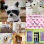 PeluquerÍa Canina Zookinto