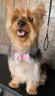 Negocio Peluquería Canina