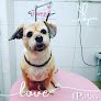 Negocio Peluqueria Canina 4patas Torrelavega