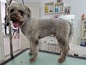 Negocio Peluquería Canina Ainara Martin