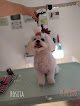 Negocio Peluquería Canina D' Pelos