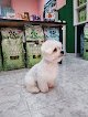 Negocio Peluquería Canina De Pura Alma. Renedo De Piélagos