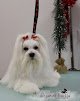 Negocio Peluquería Canina Dejando Huella