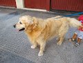 Negocio Peluqueria Canina Felcan