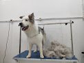 Negocio Peluquería Canina Firulais