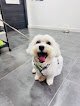 Negocio Peluquería Canina Gálata Madrid Río