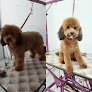 Negocio Peluquería Canina Guau Guau