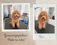 Peluquería Canina Guau, Vaya Pelos!